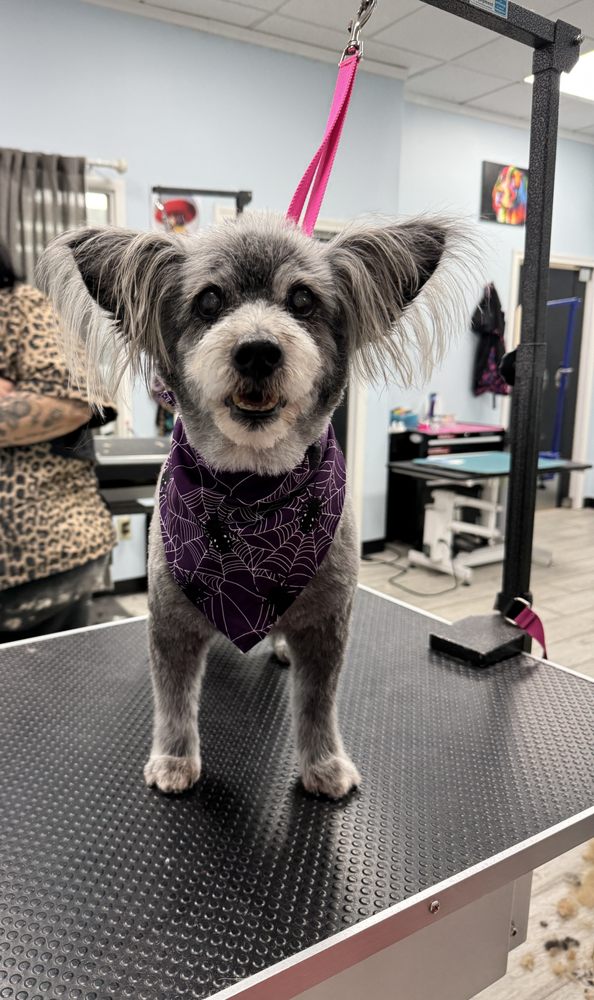 For the Love of Dogs Pet Boutique & Grooming Image