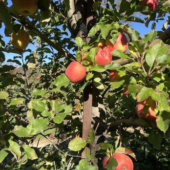 Weber's Peachberry Farm - Farms Near Me - Glen Arm, Maryland Weber's Peachberry Farm - Farms Near Me - Glen Arm, Maryland