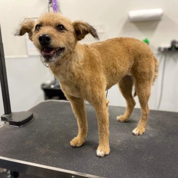 The Smiling Dog - Crimson - Pet Groomers Near Me - Rocklin, California