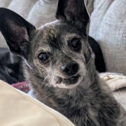 Los Banos Animal Shelter - His name is Poe. He's been missing since 6/17/26. He got out in the heritage apartments. He's a chihuahua mix terrier male