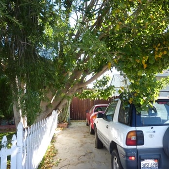 Dan Scully's Tree Services - A large section of the coral tree split and fell against the picket fence and was caught in the power lines overhead. - Tree Services Near Me - La Crescenta, California