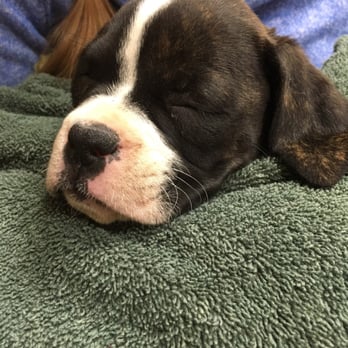 AV Veterinary Center - Ivy at AV VETERINARY (pre-treatment) - Veterinarians Near Me - Lancaster, California AV Veterinary Center - Ivy at AV VETERINARY (pre-treatment) - Veterinarians Near Me - Lancaster, California