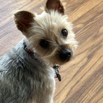 Furry Land Mobile Grooming - Charlotte - Max loves to be pampered! - Pet Groomers Near Me - Cornelius, North Carolina