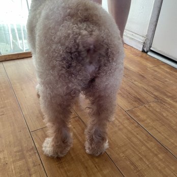 PetSmart - Butt not shaved despite including a "sanitary trim" there is hair dangling from his tail. - Pet Stores Near Me - Garden Grove, California