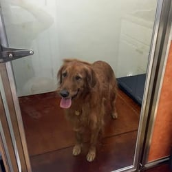 Animal Hospital of Orange Grove
