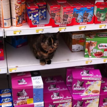 Praxis - In het hoekje 'dierbenodigdheden', vond ik eens een kat, tussen het kattenvoer... Ik vond dat schattig en 'treffend'! - Building Supplies Near Me - Amsterdam, New Hampshire