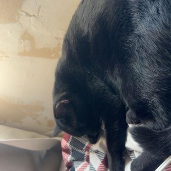 SpayToday - Cat - Pet Services Near Me - Lakewood, Colorado SpayToday - Cat - Pet Services Near Me - Lakewood, Colorado