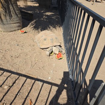 The Wayside Oasis - Bob the Desert Tortoise. - Salad Near Me - Wenden, Arizona The Wayside Oasis - Bob the Desert Tortoise. - Salad Near Me - Wenden, Arizona