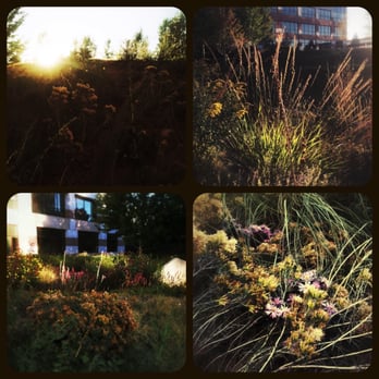 The Land Mechanic - autumn in my tech center garden - Landscape Architects or Designers Near Me - Louisville, Colorado The Land Mechanic - autumn in my tech center garden - Landscape Architects or Designers Near Me - Louisville, Colorado