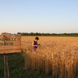 Ferme Campagnolle - Christine dans le champs de blé où sont multipliés les variétés anciennes de blé (plus gouteuse et moins allergisante)