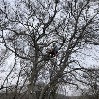 Chop Nashville - Tree Services Near Me - Nashville, Tennessee
