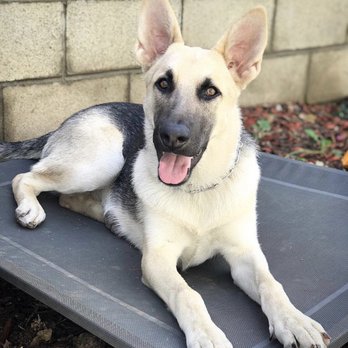 Hero Dog Training - Pet Training Near Me Hero Dog Training - Pet Training Near Me
