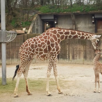Memphis Zoo - Leap year baby. 8 days old :) - Zoos Near Me - Memphis, Tennessee