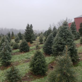 Darling's Tree Farm - Picking out a tree! - Christmas Trees Near Me - Clifton Springs, New York