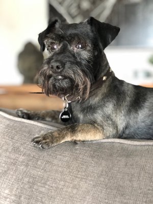 alex the happy dog grooming