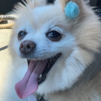 Dapper Tails - Pet Groomers Near Me Dapper Tails - Pet Groomers Near Me