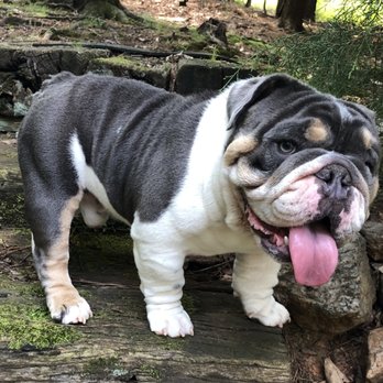 TLS Kennels - Pluto Blue Tri - Pet Breeders Near Me TLS Kennels - Pluto Blue Tri - Pet Breeders Near Me