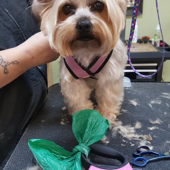 Bark & Bath - Pet Groomers Near Me - Sarasota, Florida