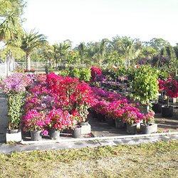 The Garden Depot
