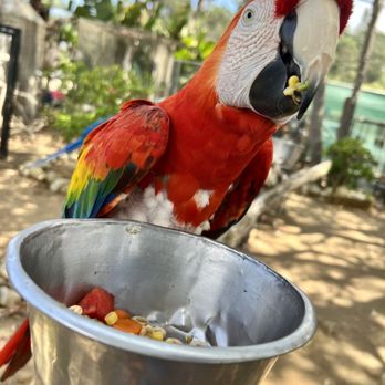 Free Flight - Animal Shelters Near Me - Del Mar, California