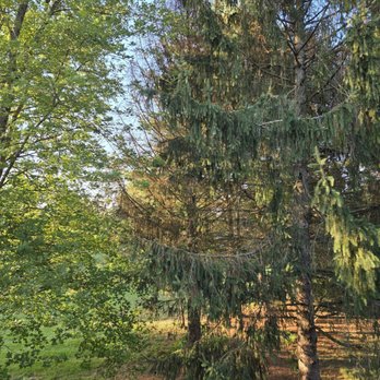 KLC Turf Pro & Tree Service - Before they started - Tree Services Near Me - Sherman, Illinois KLC Turf Pro & Tree Service - Before they started - Tree Services Near Me - Sherman, Illinois