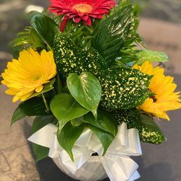 Beautiful dish lilies with gerber daisy flower accents Beautiful dish lilies with gerber daisy flower accents