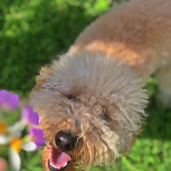 Lovingpaws Pet Services - Leo loves flowers - Pet Groomers Near Me - Miami, Florida