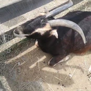Barton Orchards - Petting zoo - Farmers Market Near Me - Poughquag, New York