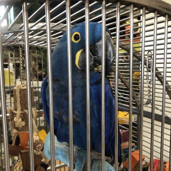 The Aviary - Bird Shops Near Me - Goulds, Florida