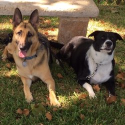 Cozy Critters Pet Sitters