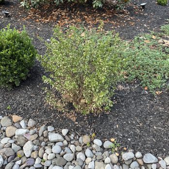 Luna Tree & Landscape Service - Tree Services Near Me - Orange, Virginia Luna Tree & Landscape Service - Tree Services Near Me - Orange, Virginia