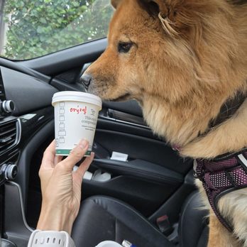 Starbucks - Pup cup for my Bailey. - Coffee & Tea Near Me - Rowland Heights, California Starbucks - Pup cup for my Bailey. - Coffee & Tea Near Me - Rowland Heights, California