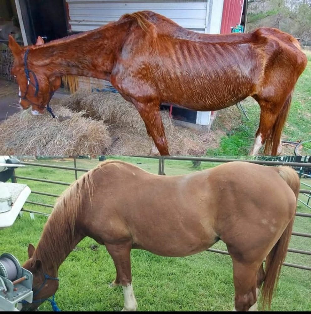 Good Food For The Soul - equestrian in Cleveland, TX