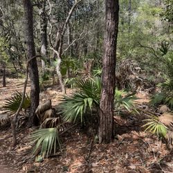 Rocky Bayou State Park - Saw palmetto, as seen on trail