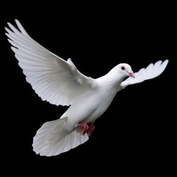 White Dove Cleaning Service