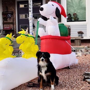 Live Oak Dog Obedience - Pet Training Near Me - Bluffdale, Utah Live Oak Dog Obedience - Pet Training Near Me - Bluffdale, Utah