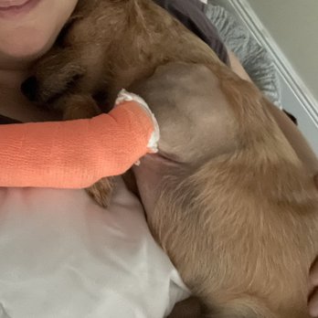 Advanced Veterinary Care Center - Post- surgery cast - Emergency Pet Hospital Near Me - Davie, Florida