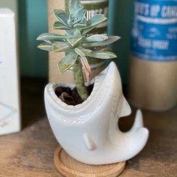 Fells Point Surf Co - Cutest little shark plant ever - Accessories Near Me - Baltimore, Maryland Fells Point Surf Co - Cutest little shark plant ever - Accessories Near Me - Baltimore, Maryland