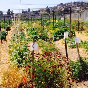 UC Gill Tract Community Farm - Farms Near Me - Albany, California UC Gill Tract Community Farm - Farms Near Me - Albany, California