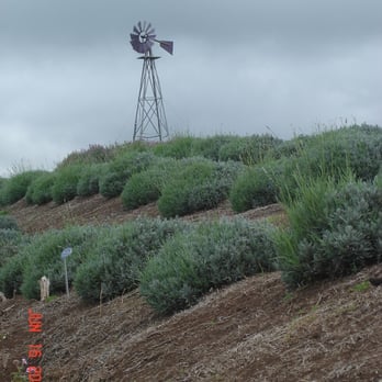 Ali'i Kula Lavender - Tours Near Me - Kula, Hawaii Ali'i Kula Lavender - Tours Near Me - Kula, Hawaii