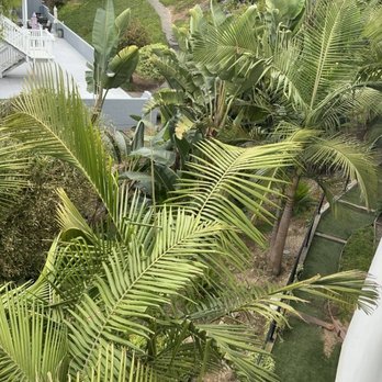 Pena Tree Service - Birds of paradise, and bamboo - Tree Services Near Me Pena Tree Service - Birds of paradise, and bamboo - Tree Services Near Me