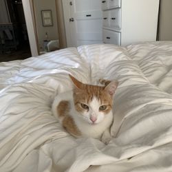 Northeast Animal Shelter