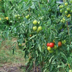 Worm Farms Of Minnesota, LLC - Organically grown tomatoes
