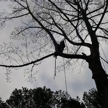 Sparrow Tree Service - Cutting a limb - Tree Services Near Me - Westminster, South Carolina