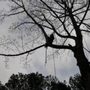 Photo of Sparrow Tree Service