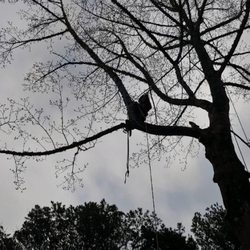 Sparrow Tree Service - Cutting a limb