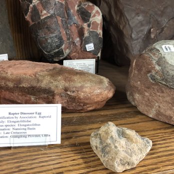 Ancient Artifacts & Treasures - Dino eggs! - Gold Buyers Near Me - Winter Park, Florida