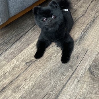 Paws in the Bath - Pet Groomers Near Me - Toronto, Ontario