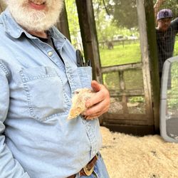 Nick Greer Antiques Conservator - He also cares for ducks and turkeys!