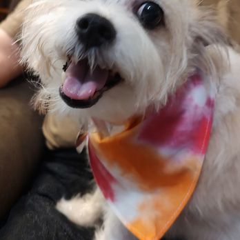 Woof Wash Waggin - Look how happy she is! Thank you to Woof Wash Waggin - Pet Groomers Near Me Woof Wash Waggin - Look how happy she is! Thank you to Woof Wash Waggin - Pet Groomers Near Me